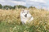 CHIEN FINNOIS DE LAPONIE 075